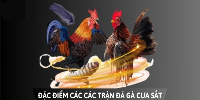 Khám phá sảnh đá gà cựa sắt 79KING siêu hấp dẫn